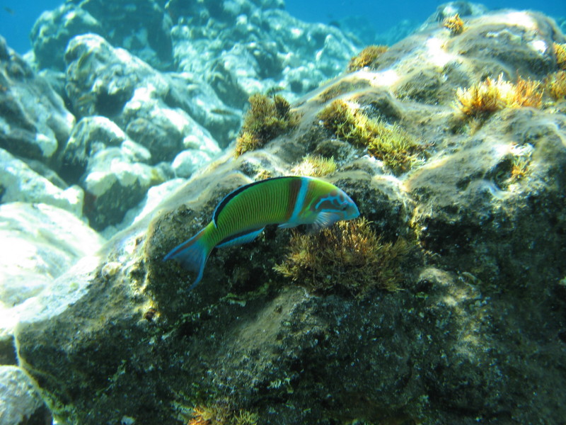 Thalassoma pavo